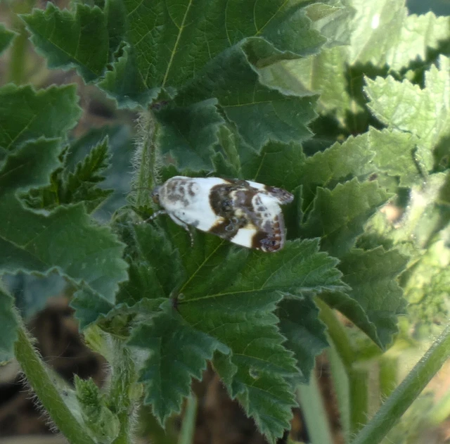 Acontia lucida - fehér nappalibagoly