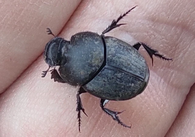 Onthophagus vitulus - ürgevendég trágyatúró