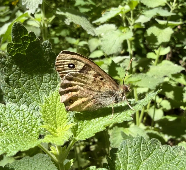 Pararge aegeria tircis - erdei szemeslepke