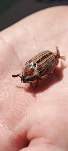 Melolontha hippocastani - erdei cserebogár