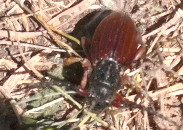 Dorcadion fulvum - barna gyalogcincér