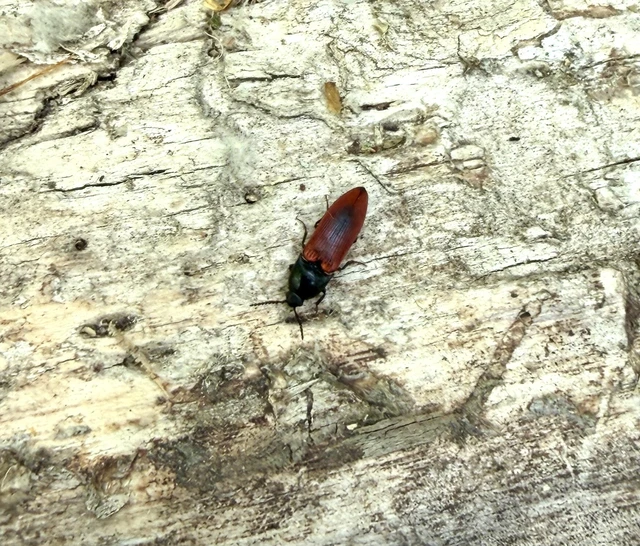 Ampedus sanguinolentus - középfoltos pattanó