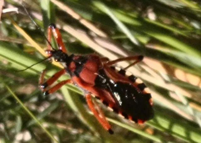 Rhynocoris iracundus - közönséges gyilkospoloska