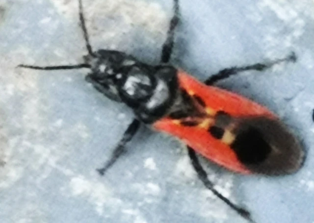 Peirates hybridus - foltos rablópoloska