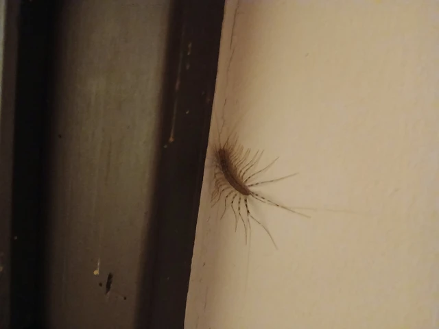 Scutigera coleoptrata - légyölő pókszázlábú