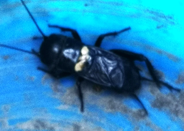 Gryllus campestris - mezei tücsök Gryllus campestris - mezei tücsök