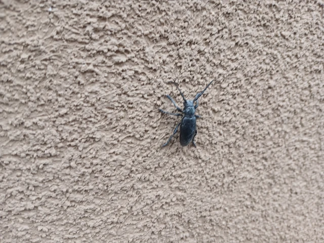 Dorcadion aethiops - fekete gyalogcincér Dorcadion aethiops - fekete gyalogcincér