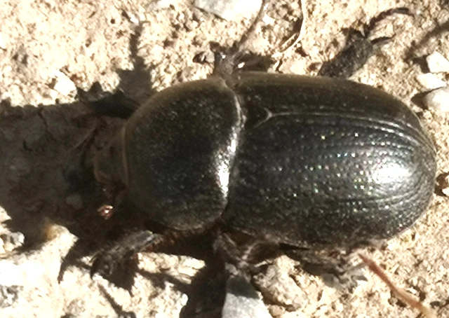Pentodon idiota - butabogár