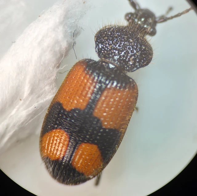 Panagaeus cruxmajor - nagy keresztesfutó