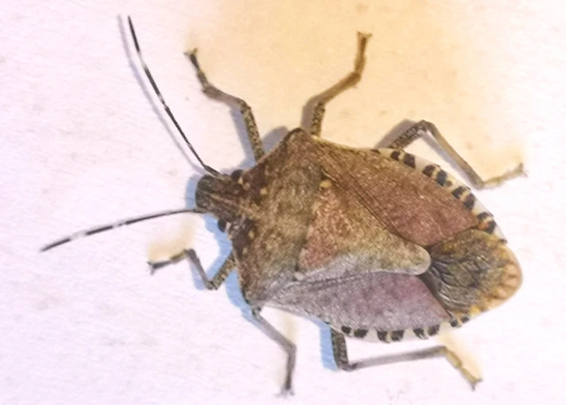 Halyomorpha halys - ázsiai márványospoloska