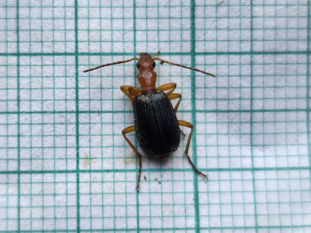 Brachinus