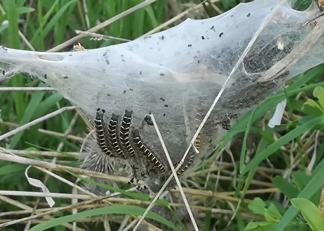 Eriogaster lanestris - tavaszi gyapjasszövő