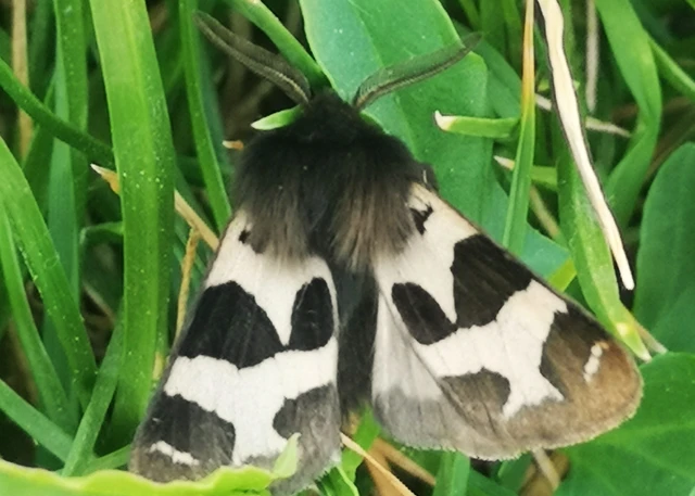 Watsonarctia deserta - tarka medvelepke
