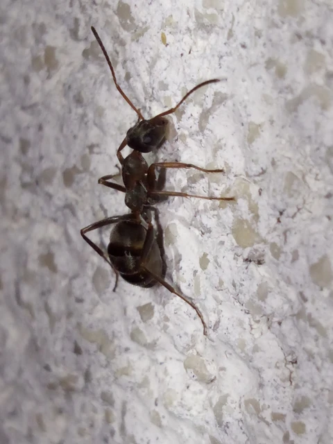 Formica cunicularia - gyakori rabszolgahangya