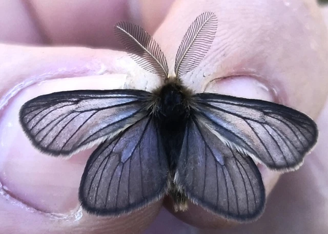 Pentophera morio - réti gyapjaslepke
