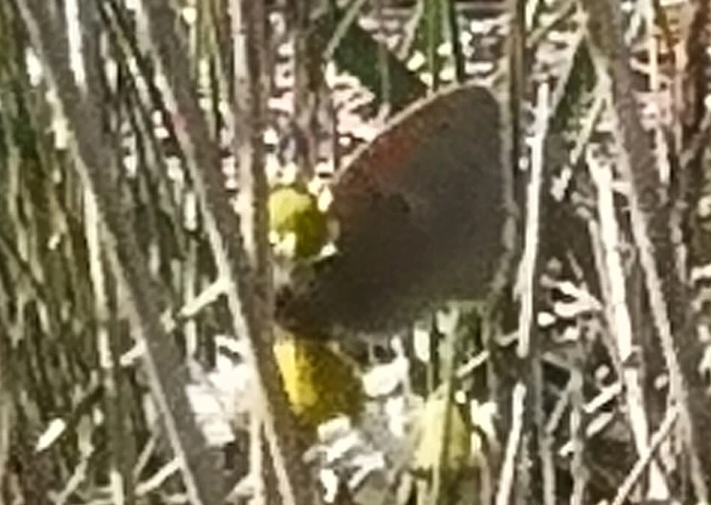 Coenonympha pamphilus - kis szénalepke