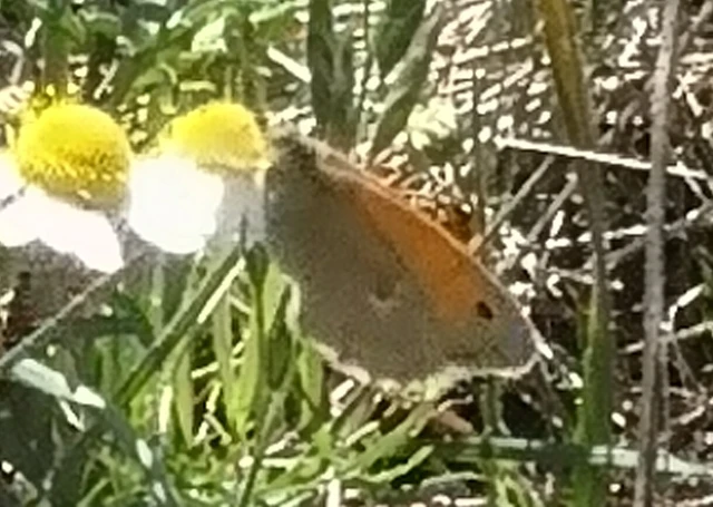 Coenonympha pamphilus - kis szénalepke