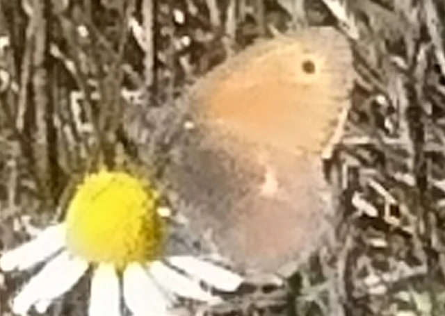 Coenonympha pamphilus - kis szénalepke