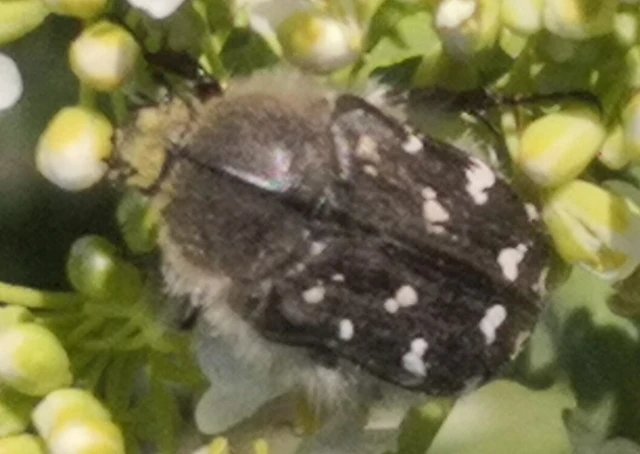 Tropinota hirta - bundás virágbogár