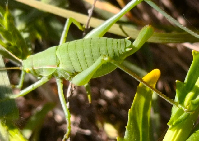 Isophya costata - magyar tarsza