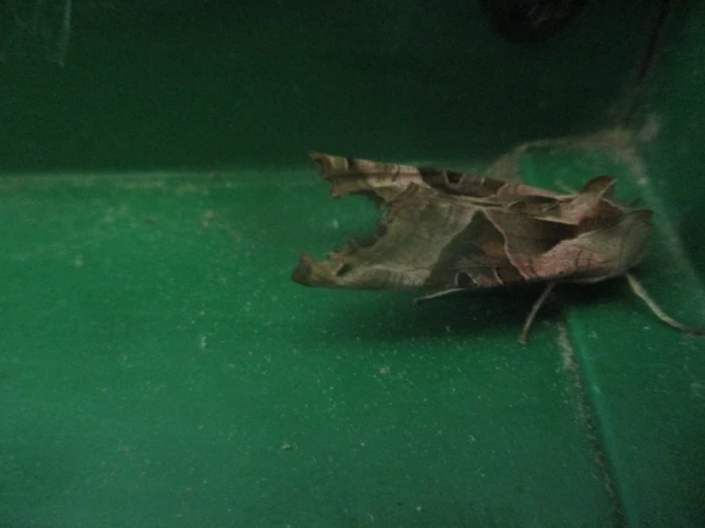 Phlogophora meticulosa - vándorló csipkésbagoly