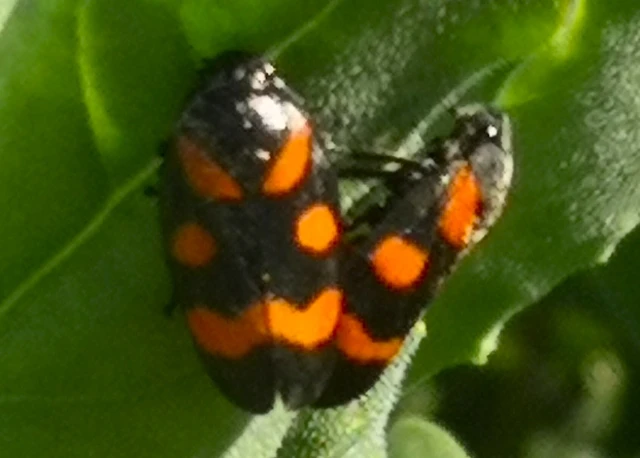 Cercopis arcuata/sanguinolenta