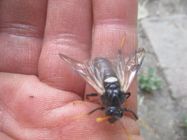 Cimbex femoratus - fekete buzogányos levéldarázs