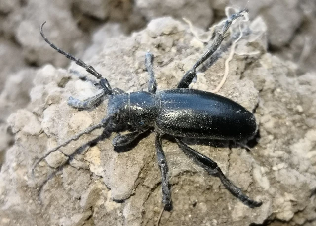 Dorcadion aethiops - fekete gyalogcincér Dorcadion aethiops - fekete gyalogcincér