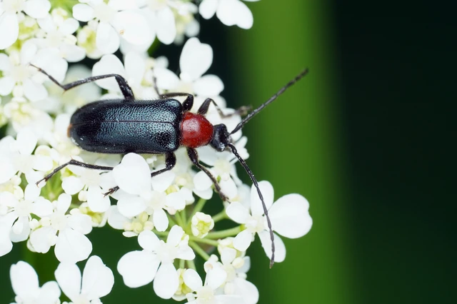 Dinoptera collaris - vörösnyakú virágcincér