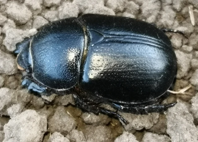 Pentodon idiota - butabogár