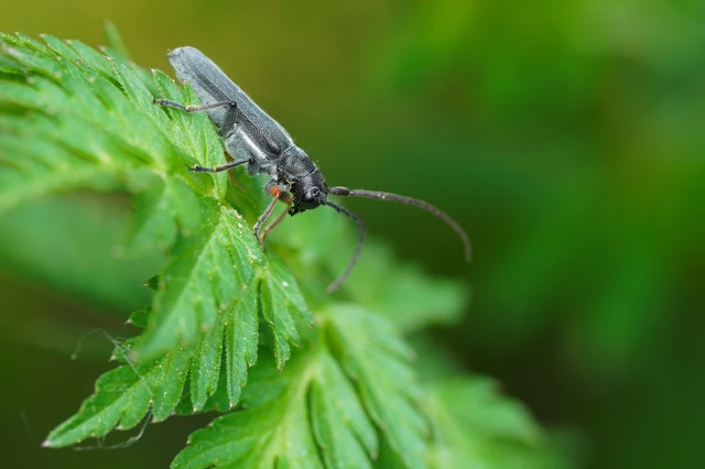 Phytoecia cylindrica - medvelapucincér
