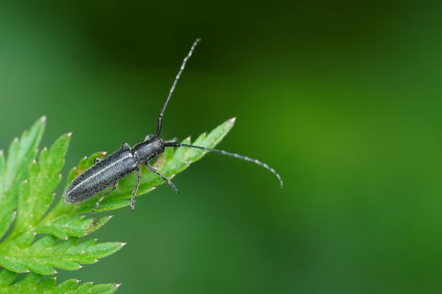 Agapanthia cardui - sávos bogáncscincér