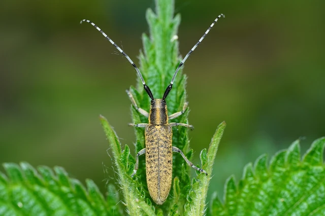 Agapanthia villosoviridescens - fehérgyűrűs bogáncscincér