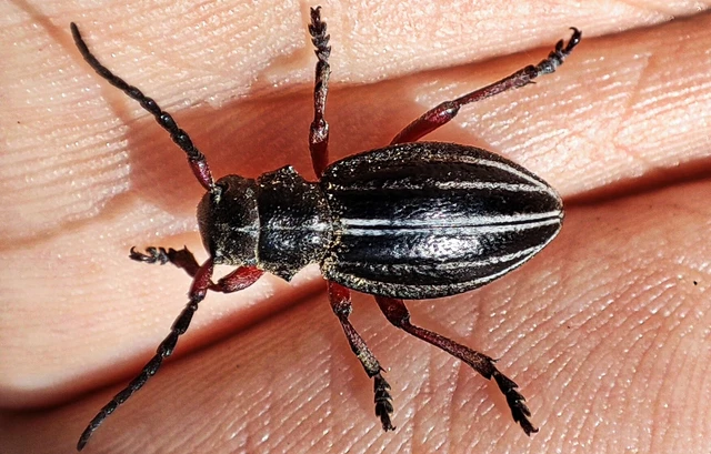 Dorcadion pedestre - kétsávos gyalogcincér Dorcadion pedestre - kétsávos gyalogcincér