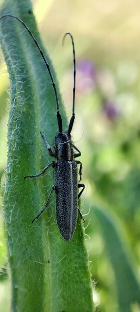 Agapanthia cardui - sávos bogáncscincér