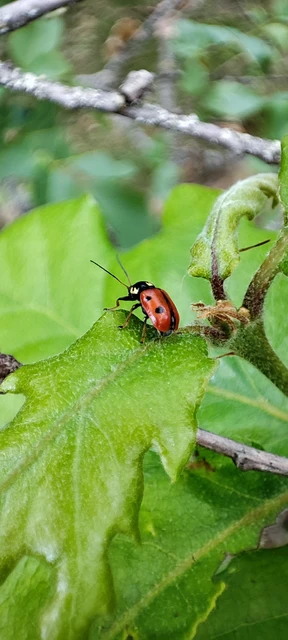 Cryptocephalus cordiger - szíves zömökbogár