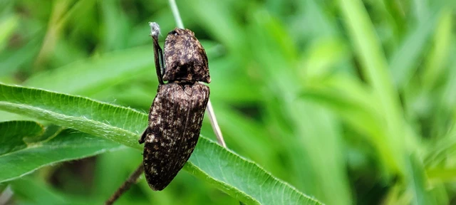 Agrypnus murinus - egérszínű pikkelyespattanó
