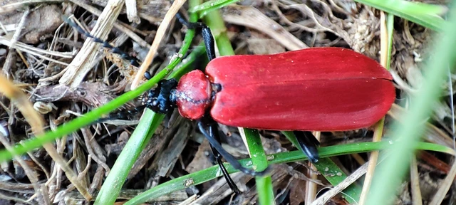 Pyrochroa coccinea - nagy bíborbogár