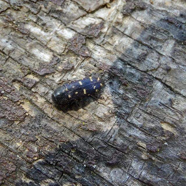 Acmaeodera degener - sárgafoltos zömökdíszbogár