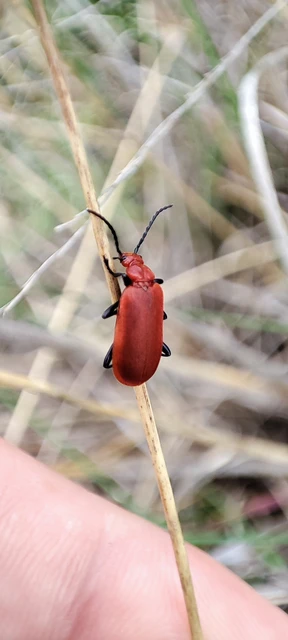 Pyrochroa serraticornis - közép-bíborbogár Pyrochroa serraticornis - közép-bíborbogár