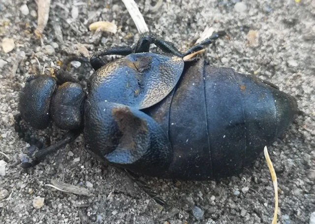 Meloe scabriusculus - érdes nünüke