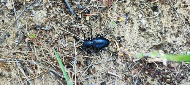 Dorcadion aethiops - fekete gyalogcincér Dorcadion aethiops - fekete gyalogcincér