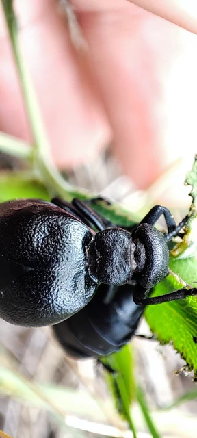 Meloe scabriusculus - érdes nünüke