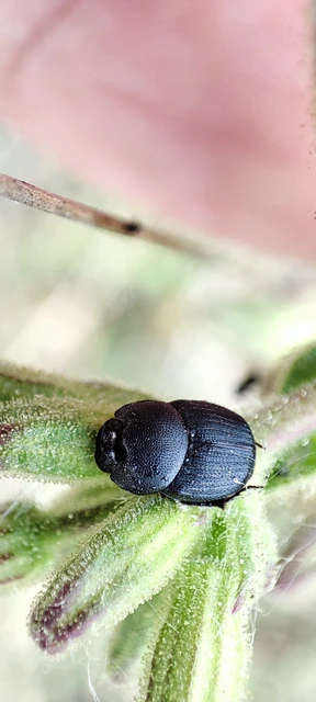 Onthophagus semicornis - üreglakó trágyatúró
