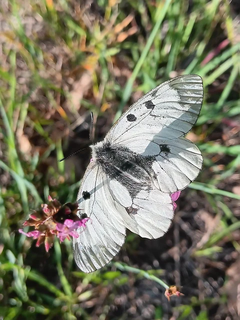 Parnassius mnemosyne - kis apollólepke