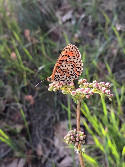 Melitaea trivia - kis tarkalepke