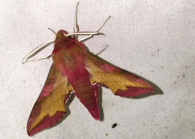 Deilephila porcellus - piros szender