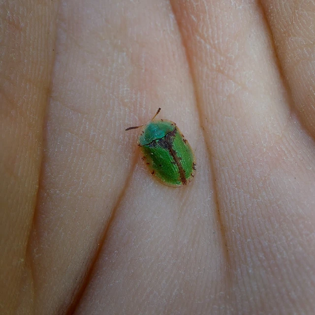 Cassida pannonica - pannon pajzsbogár