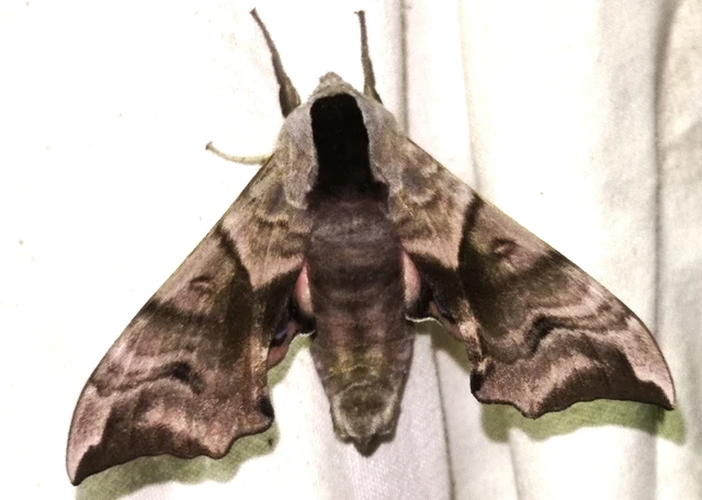 Smerinthus ocellatus - esti pávaszem