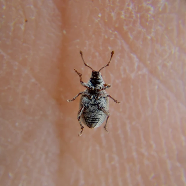 Centricnemus leucogrammus - kis kendermagbogár Centricnemus leucogrammus - kis kendermagbogár